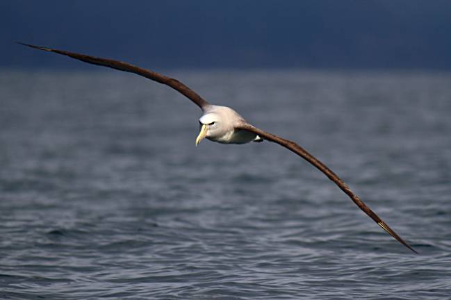 albatros.jpg?w=649